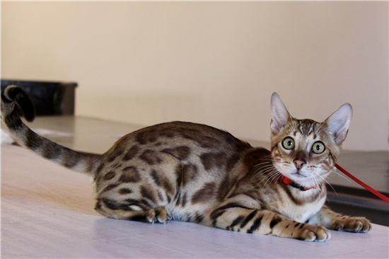 GATOS