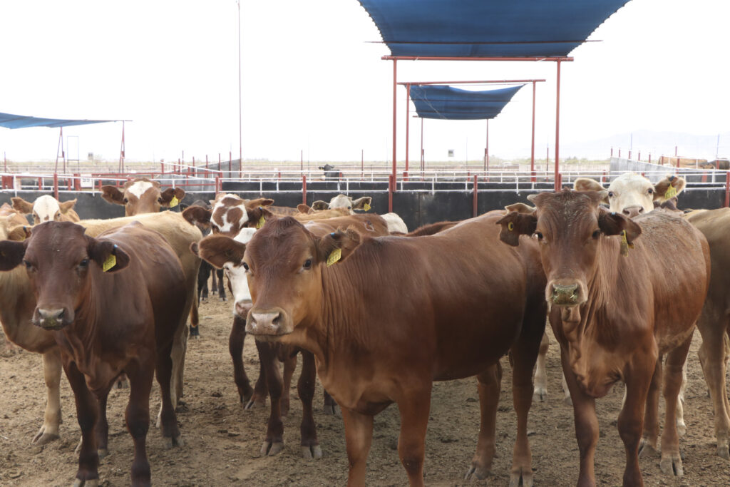 260917 AGRICULTURA SENASICA REINICIA EXPORTACIÓN DE GANADO A EUA DESDE San Jerónimo, Chihuahua-2