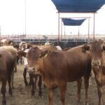 260917 AGRICULTURA SENASICA REINICIA EXPORTACIÓN DE GANADO A EUA DESDE San Jerónimo, Chihuahua-2