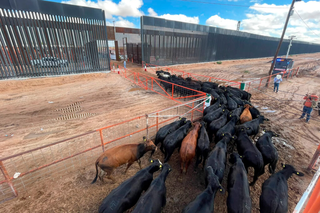 260924 México reanuda la exportación de ganado bovino a Estados Unidos desde Chihuahua 2