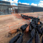 260924 México reanuda la exportación de ganado bovino a Estados Unidos desde Chihuahua 2