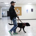 perros guias service dog personas discapacidad