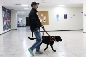 perros guias service dog personas discapacidad