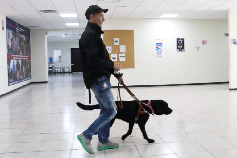 perros guias service dog personas discapacidad