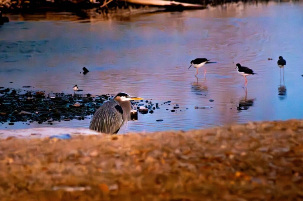 meoqui rio naturaleza animales patos medio ambiente pájaros