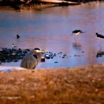 meoqui rio naturaleza animales patos medio ambiente pájaros